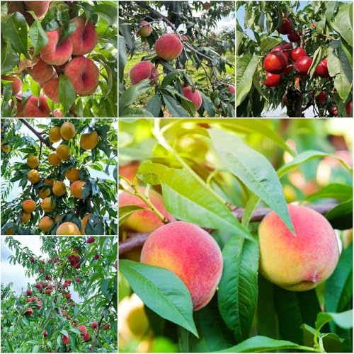 Pfirsichbaum pfirsich steingartenpflanzen winterhart, pflanzensamen Bergpflanzung, alte sorten exotische Seltene Serie obstsamen säulenobstbäume kübelpflanzen 30samen