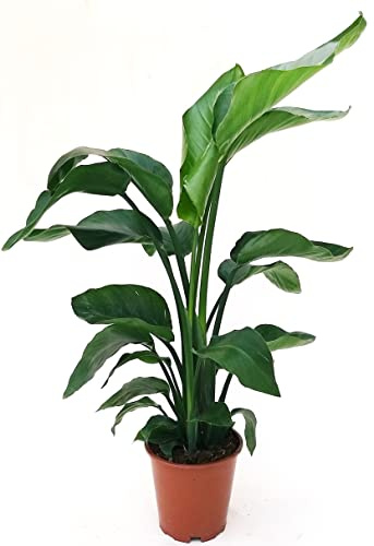 POWERS TO FLOWERS - STRELITZIA NICOLAI, UCCELLO DEL PARADISO, altezza 110cm, pianta vera