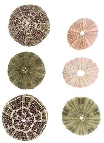 Seeigel Muscheln DIY Luftpflanzen Ständer: Dekorative Muscheln 6 Stücke Tillandsia Halter Blumen Pflanzen Display Dekoration