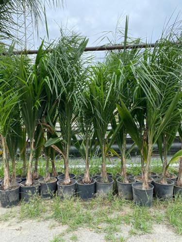 Cocos Plumosa o Palma Regina (Syagrus romanzoffiana) in vaso 18 cm - Pianta sempreverde