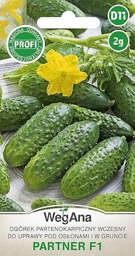 WegAna Semillas de Pepino al Aire Libre Socio F1 Pepino 2g Productiva Variedad Temprana Robusta Semillas de Hortalizas Semillas de Hortalizas Semillas de Cultivo para Invernadero