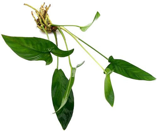 Anubias Hastifolia Live Aquarium Plant Low Maintenance Midground for Freshwater Tropical Tank K2aqua