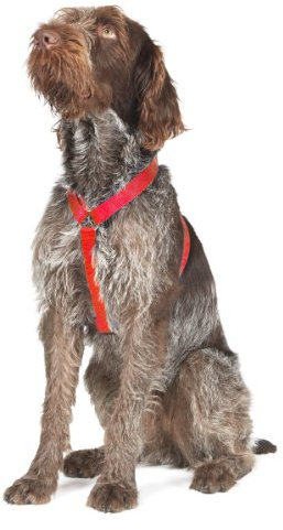 Ancol Nylon Dog Harness Red Reflective Lightweight Comfortable Adjustable Straps Chest Support Pet Puppy Walking Accessory - 37-58 cm - Small