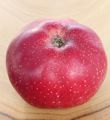 Apfelbaum `Melrose´, Winterapfel, Buschbaum (kleinbleibend), 120-140cm im 10L-Topf