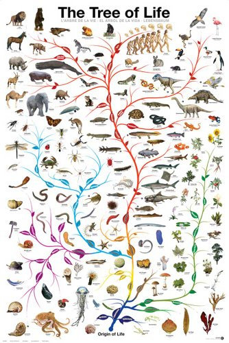 empireposter Educational Tree of Life - Lebensbaum Bildung Lernposter Druck 61x91,5 cm + 2 St Posterleisten Kunststoff 62 cm transparent