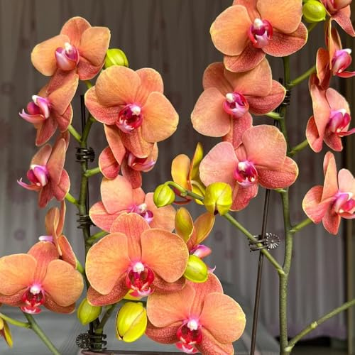 semillas de orquídeas phalaenopsis - orquídeas - variedades antiguas, phalaenopsis trepadoras resistentes, orgánicas 180pcs