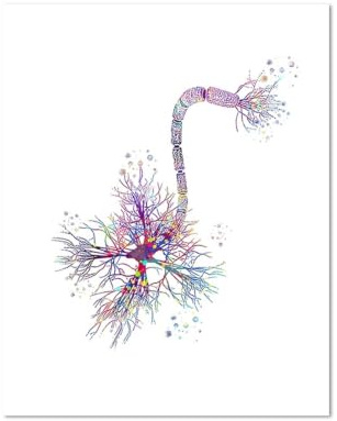 1st Neuron Akvarell Neurovetenskap Neurologi Väggkonstaffischtryck Hjärnanatomi Medicin Dukmålning Synapsklinikrum(01,40x50cm)
