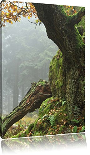 Pixxprint Dicker Baum im Wald im Moos, Größe: 80x60cm, Leinwandbild, fertig gespannt, Wandbild, Dekoration, Kunstdruck, kein Poster