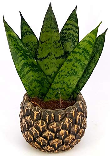 POWERS TO FLOWERS - SANSEVERIA ZEYLANICA MINI IN VASO CERAMICA PIGNA, pianta vera