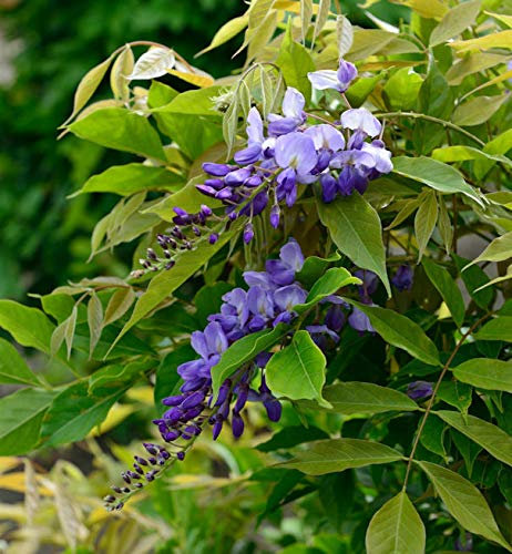 Chinesischer Blauregen Prolific 60-80cm - Wisteria sinensis - lebende Gartenpflanze aus den Baumschulen