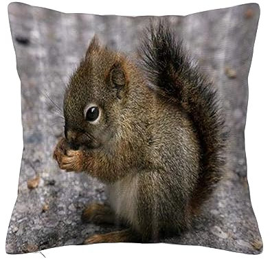 Überwurf Kissen Fall Quadratisch Kissenbezug,Tiere Schöne Eichhörnchen Essen Tannenzapfen,Home Dekorative Sofa Sessel Schlafzimmer Wohnzimmer 45x 45cm