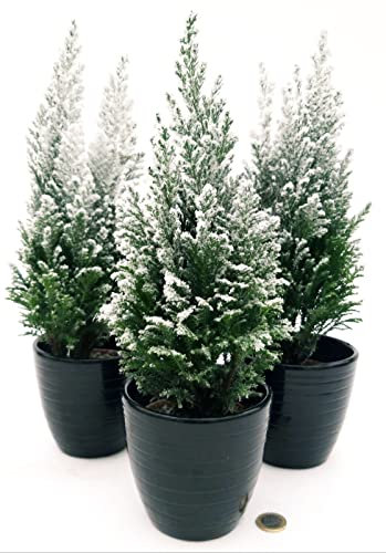 POWERS TO FLOWERS - ALBERO DI NATALE, PINETTO NATALIZIO INNEVATO, 3 PIANTE IN VASO CERAMICA NERO A RIGHE, ALTEZZA 30CM, piante vere