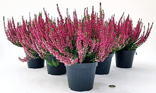 POWERS TO FLOWERS - ERICA CALLUNA ROSSA 6 PIANTE V12CM, piante vere