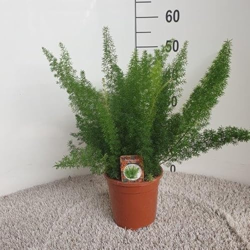 Asparagus densiflorus Meyers - 40-50cm - Ø17cm - Zimmerpflanze - Immergrün