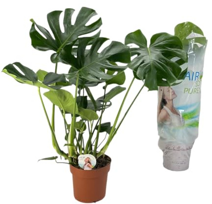 Planta Costilla de Adán – Monstera Deliciosa Viva y Natural Toque Tropical para el Hogar