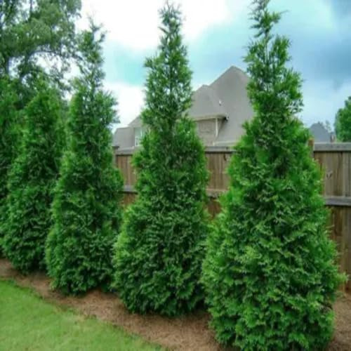 50pcs Thuja Tree Seeds