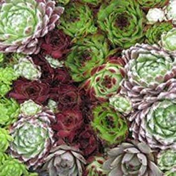 vegherb 2000 graines fraîches - Sempervivum Hybridum Couvre-Sol Graines