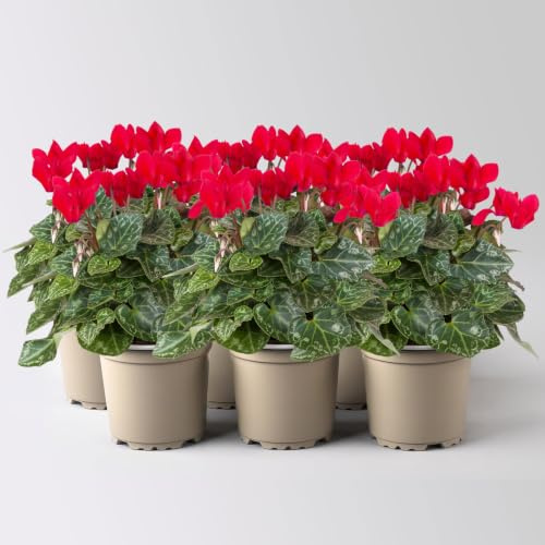 Alpenveilchen 'Outland', rot, Topf-Ø 10,5 cm, 6 Pflanzen