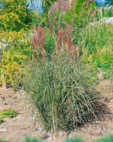 Miscanthus sinensis 'Roter Oktober' – Winterhart, Mehrjährig, Pflegeleicht – Chinaschilf – Ziergras für Garten & Beet