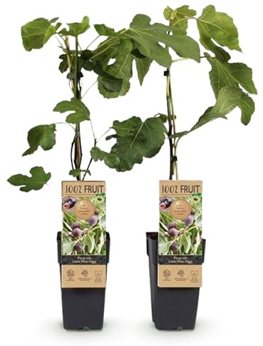 Feigenbaum - Ficus carica 'Little Miss Figgy' – 2 Pflanzen – Ø15 cm – Höhe 50 cm – Rote Früchte – Kompakter Obstbaum für Garten, Balkon & Terrasse – Selbstfruchtend & pflegeleicht
