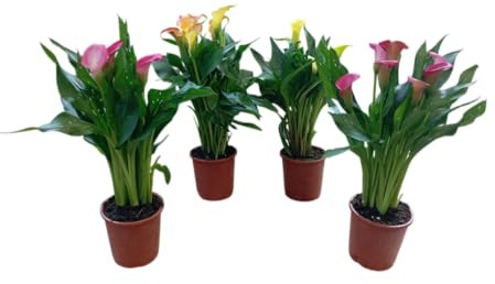 Kit de 4 Plantas de Cala Floración Fina y Natural de Fácil Cuidado