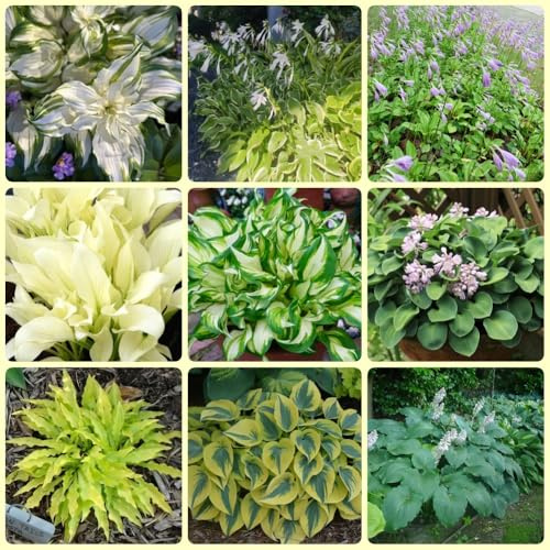 Semillas de Hosta - resistentes para el jardín regalos sostenibles para el jardín 500pcs