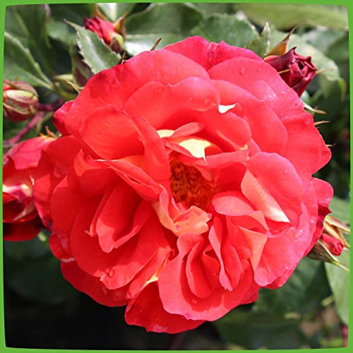 Rose 'Gebrüder Grimm' - Beetrose orange-gelbe Blüten - Orange Rose Pflanze Winterhart Halbschattig gesundes Laub - von Garten Schlüter - Pflanzen in Top Qualität