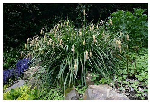 Stauden Gänge 10 x Carex pendula Riesen Segge winterhart | Hohes Ziergras für Halbschatten bis Schatten, Blüte Juni bis Juli, mehrjährig, 1 L Topf (11x11 cm)