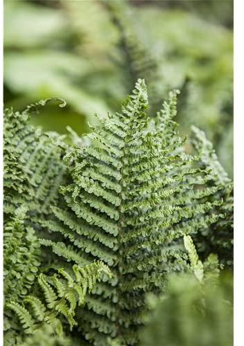 Athyrium filix-femina - Wald-Frauenfarn - 9cm Topf