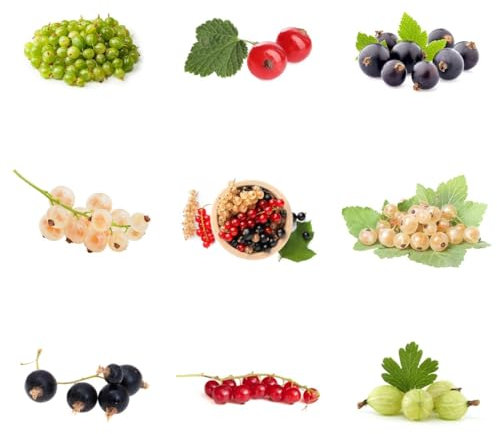 300 pcs johannisbeeren pflanzen samen, alte sorten saatgut, pflanzen geschenk stachelbeeren samen - Ribes rubrum - hochbeet samen, seltene pflanzen säulen obstbäume, pflanze pflanzen