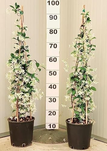 2 PIANTE DI GELSOMINO RAMPICANTE, ALTEZZA 120-140 CM, Made in Italy bellissime piante super coprente