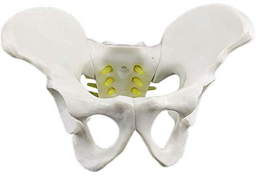 1: 1 Lebensgroßes Poolmodell, Kleiner Pool mit Spinalnerven und Wirbelsäule, Schwanznervenmodell, anatomisches Modell des menschlichen Skelettmodells, medizinische Lehre