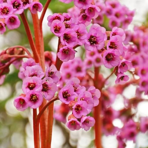 bergenien balkongewächshäuser frühlingsblumen balkonpflanzen frühling indoor kräutergarten pflanzendeko dekopflanzen pflanzensamen exotisch kräuterpflanzen sommerblumen dachbegrünung 100samen