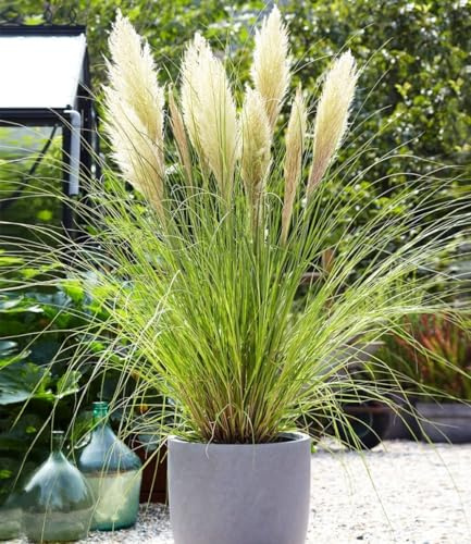 BALDUR Garten 6x Weißes Pampasgras, Pflanzen im 9x9 cm-Topf | Cortaderia selloana, Ziergras, winterharte Staude, mehrjährig & pflegeleicht, Wasserbedarf gering, blühend ab 1. Standjahr