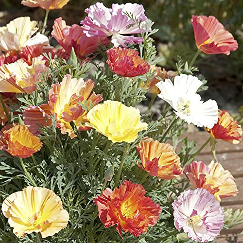 Suttons Californian Poppy XL Jelly Beans, Eschscholzia, Flower Seeds, Double Blooms, Hardy Annuals, Ideal for Containers, Beds and Borders, 1 x Packet Approx. 150 Seeds