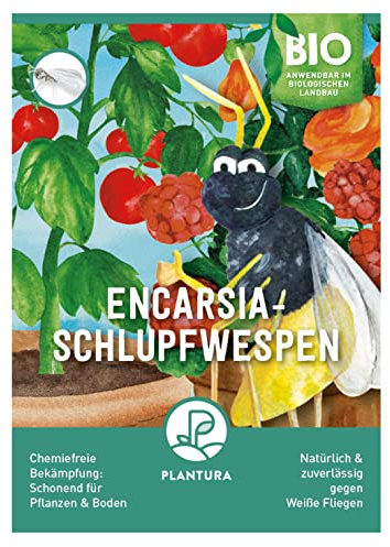 Plantura Encarsia-Schlupfwespen gegen Weiße Fliegen, wirksam & nachhaltig, 500 Nützlinge für 10 m²