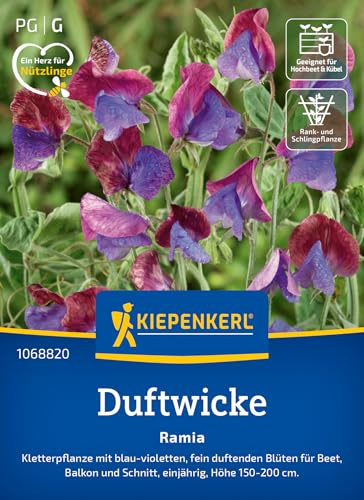 Kiepenkerl Duftwickensamen Ramia 1068820, Blumensaat | Kletterpflanze mit blau- violetten, fein duftenden Blüten für Beet und Balkon, als Schnittblume