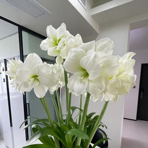 bulbi di amarilli, copertura del terreno, hippeastrum da resistenti all'esterno per giardino 6pcs