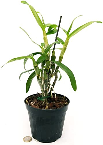 POWERS TO FLOWERS - DENDROBIUM NOBILE, Pianta giovane vaso 12cm, pianta vera