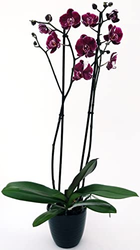 POWERS TO FLOWERS - PHALAENOPSIS BLACK JACK IN VASO CERAMICA NERO A RIGHE, 2 STELI, VASO 12CM, Pianta vera