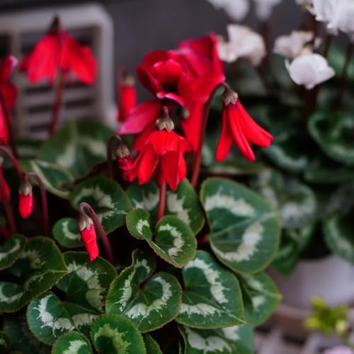 semi di ciclamino da esterno - ciclamino - luoghi soleggiati di ciclamino resistenti per il giardino, resistenti, 55pcs