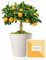 Naranjo Enano Calamondin 38 cm en maceta de 16 cm diámetro entregado en caja de regalo con tríptico con información y guía de cuidados – Planta viva interior – Árbol frutal enano en maceta