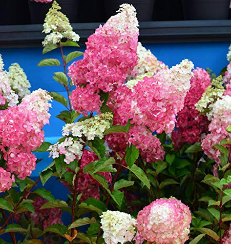 Rispenhortensie Fraise Melba 60-80cm - Hydrangea paniculata - lebende Gartenpflanze aus den Baumschulen