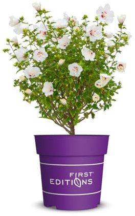 Hibiskus 'Bali', Zierstrauch, Blütenstrauch, pflegeleicht, Roseneibisch, Gartenpflanze, pflegeleicht, weiße Blüten, Balkonpflanze, winterhart