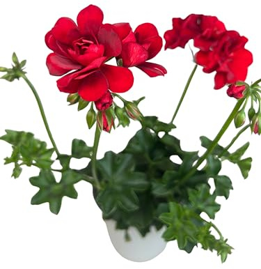 Gitanilla Planta natural de Exterior - Maceta de 14 cm - Geranio Hiedra Pelargonium Peltatum