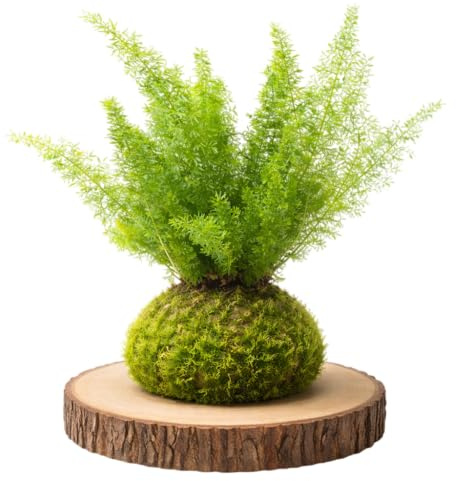 DECOALIVE Kokedama Artesanal Asparagus Meyeri – Helecho Cola de Zorro Planta Viva Interior