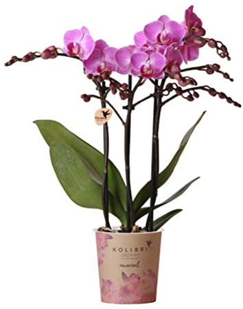 Kolibri Orchidées | Orchidée Phalaenopsis violet/rose - Mineral Vienne - Taille du pot Ø9cm | Plante d'intérieur à fleurs - Frais du cultivateur