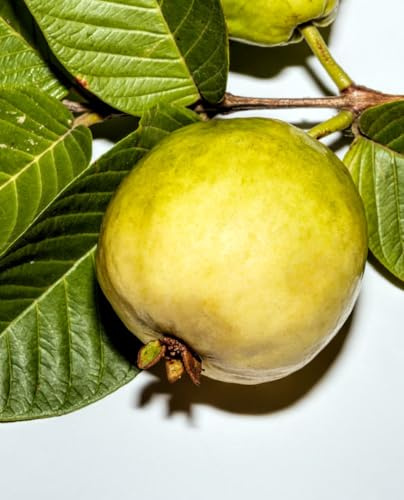 Pianta di GUAVA BRASILIANA ‘Psidium Guineense’ - in vaso Ø 18 cm - H. 50/60 cm
