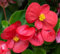 100 semillas de flores de begonia roja fresca