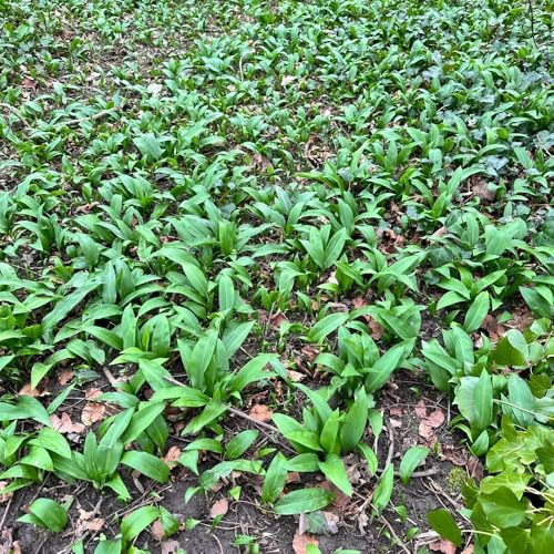 semi di aglio orsino biologico - balcone giardino 120pcs